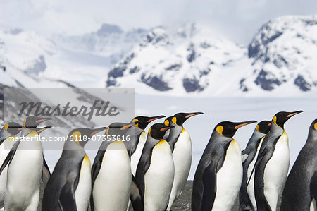 A group of king penguins, Aptenodytes patagonicus, on South Georgia island.