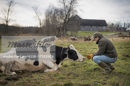 A small organic dairy farm with a mixed herd of cows and goats.