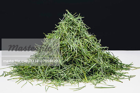 Pile of green pine needles (Shore pine), close up