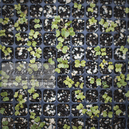 Spring Planting. A tray of small seedlings growing under glass. Spring Planting. A tray of small seedlings growing under glass.