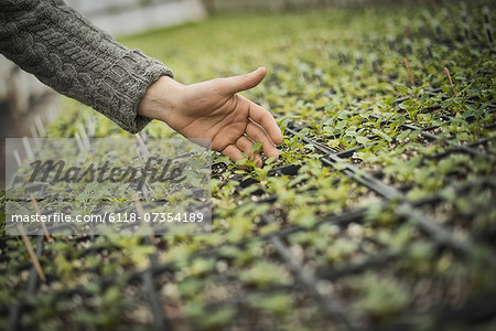 Spring Planting. A man tending trays of small plant seedlings. Spring Planting. A man tending trays of small plant seedlings.