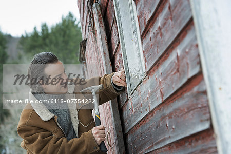 An organic farm in winter in New York State, USA. A man repairing a barn, hammering nails into wooden shingle.