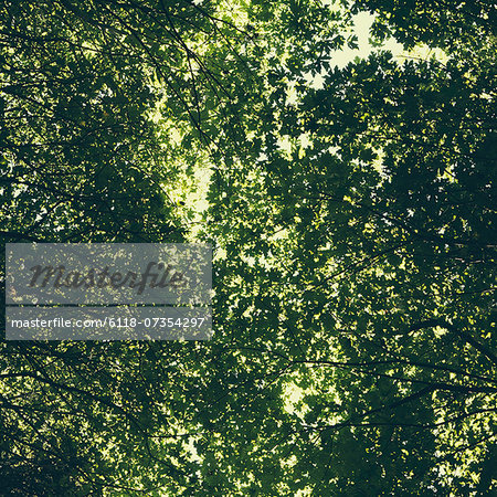 The tree canopy of big maple trees with lush green leaves, viewed from the ground.