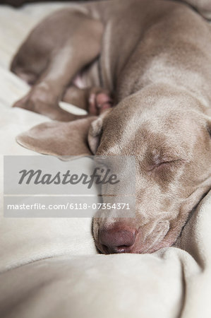 A Weimaraner pedigree puppy sleeping on a bed.