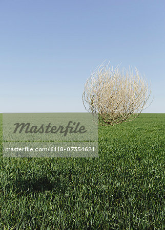 Sagebrush, tumbleweed blowing across a field of growing wheat crop in the farmland around Pullman, Washington, USA