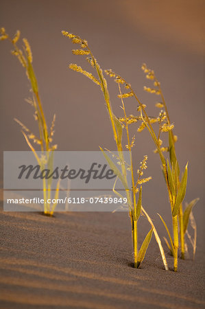 Namib Desert, Namibia