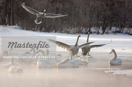 Cygnus cygnus, Whooper swans, on a frozen lake in Hokkaido.
