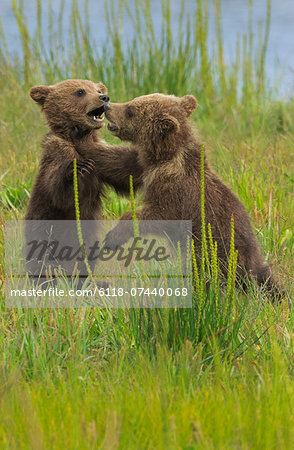Brown bear cubs, Lake Clark National Park, Alaska, USA