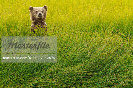 Brown bear cub, Lake Clark National Park, Alaska, USA