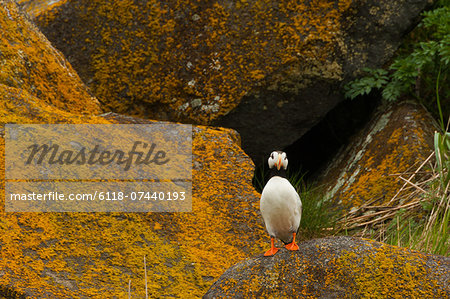 Horned puffin, Katmai National Park, Alaska, USA