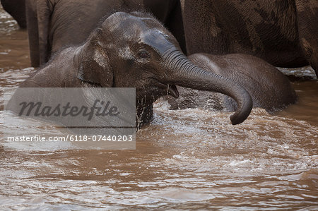 Asian elephants, Bandhavgarh National Park, India