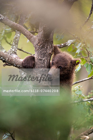 Brown bear cub, Ursus arctos climbing a tree, Katmai National Park, Alaska, USA