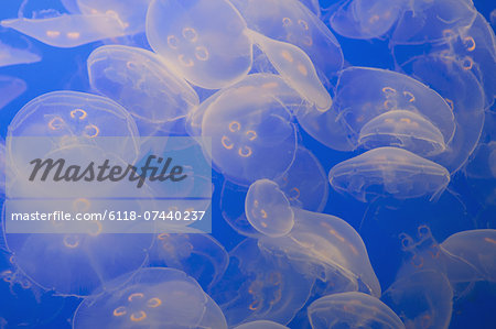 The ghostly translucent moon jelly fish at Monterey Bay Aquarium.