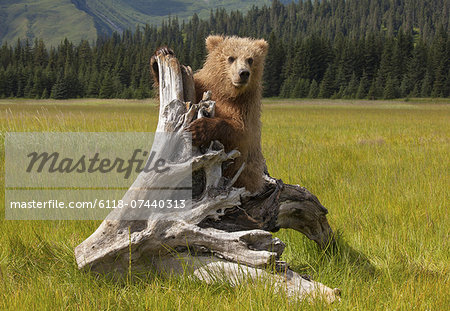 Brown bear, Lake Clark National Park, Alaska, USA