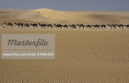 Camel train, Mali