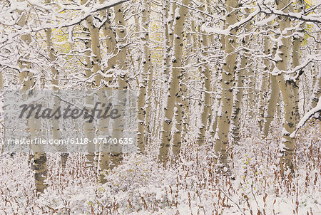 A forest of aspen trees in the Wasatch mountains, with white bark. Snow covering on the ground.