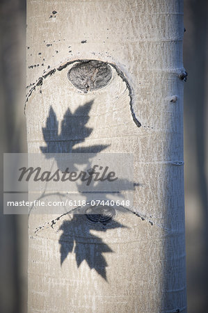 An aspen tree with smooth white bark. The outline shadow of three maple leaves on the trunk.
