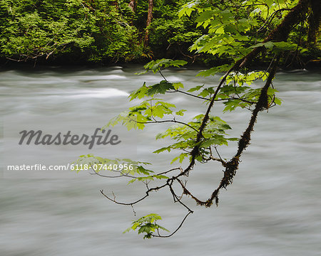 Big leaf maple tree (Acer macrophyllum) and Dosewallips River, Olympic NP