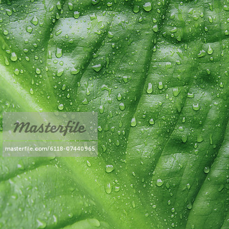 Close up of water drops on lush, green Skunk cabbage leaves (Lysichiton americanus), Hoh Rainforest, Olympic NP