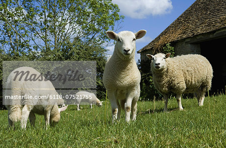 Sheep grazing in paddock.