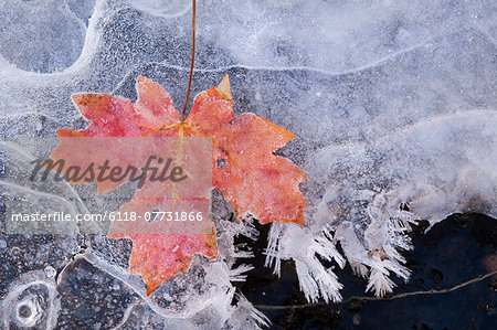 A maple leaf in autumn colours on ice.