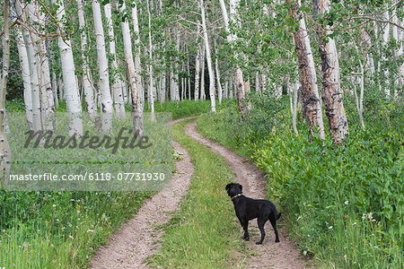 A black Labrador dog standing on a deserted path through aspen woods.