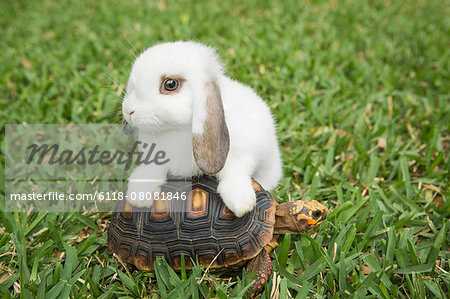 A small tortoise and a white rabbit on the grass. A small tortoise and a white rabbit on the grass.