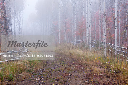 Fall colours in the Wasatch Mountains