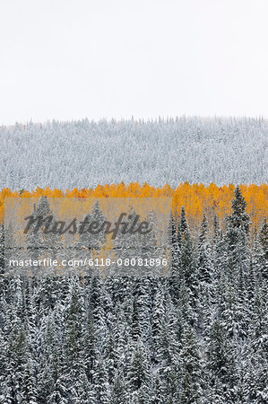 View over aspen forests in autumn, with a layer of vivid orange leaf colour against pine trees.