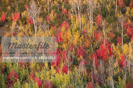 Vivid autumn foliage colour on maple and aspen tree leaves and regrowth after fire.