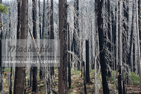 Charred tree trunks in the Willamette national forest after a fire.