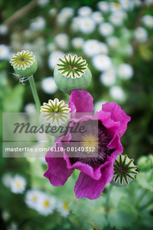 A large purple flowering poppy, Papaver somniferum