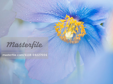 A blue poppy flower, close up with rain drops on the petals.