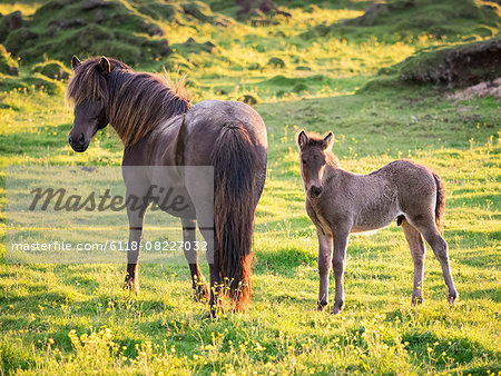 A mature horse and a foal beside it grazing during the hours of the midnight sun.