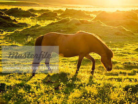 A wild horse grazing in the sunlight of the midnight sun in summer.