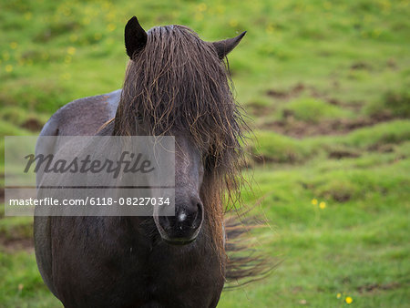 An Icelandic horse with dark coat and long black mane. Front view.