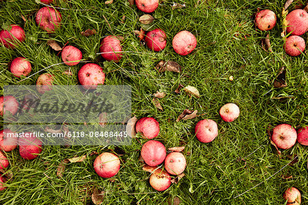 Cider apples on the grass in an orchard.