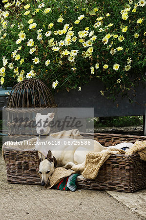 Two greyhound dogs in a large wicker dogbed, on a garden path, beside a wicker skep and flowering plants.