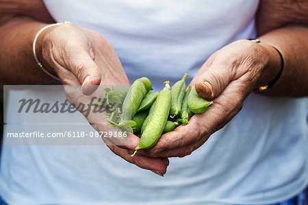 A person holding a handful of fresh picked garden pea pods.