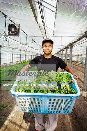 Worker in a greenhouse holding a crate full of fresh harvested vegetables.