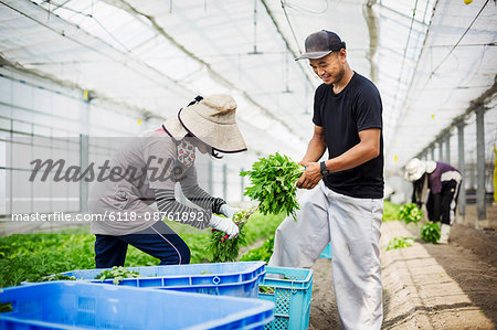 Two people working in a greenhouse harvesting a commercial food crop, the mizuna vegetable plant.