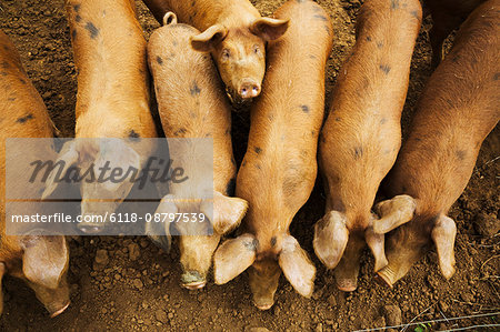 A group of pigs in a pen.