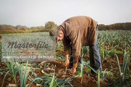 A man bending and lifting fresh leeks from the soil in a field.