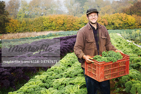 A man carrying a crate of freshly harvested cabbages