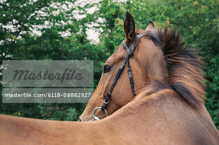 Close up of a bay horse in a bridle in a paddock, turning head.