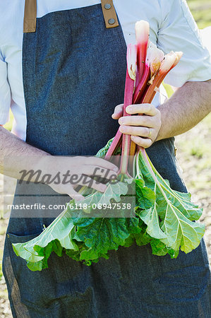 Man wearing a work apron harvesting fresh rhubarb in a garden.