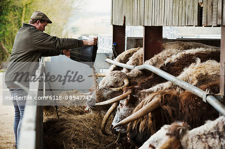 A farmer emptying feed in to a trough for a row of longhorn cattle, in a barn.