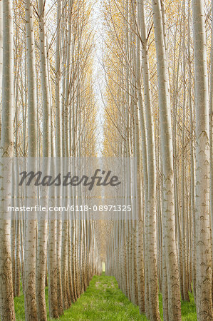 Rows of commercially grown poplar trees.