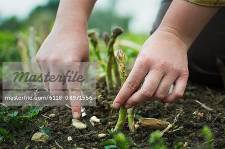 Close up of person harvesting spears of green asparagus with a knife.