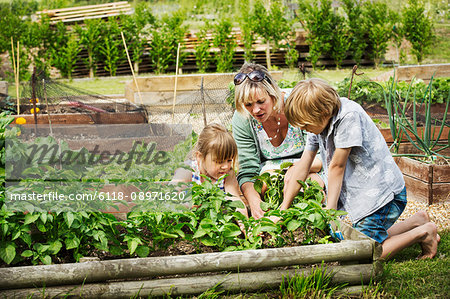 Woman, boy and girl kneeling by a vegetable bed in a garden.
